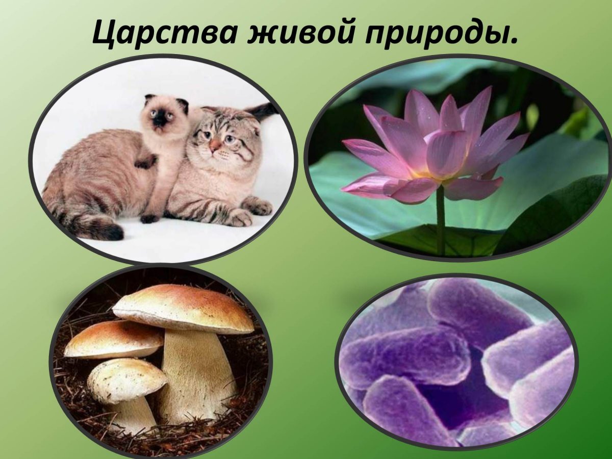Царство животные – Animalia
