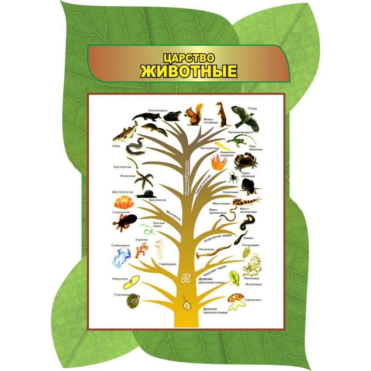 Зоология царство животных