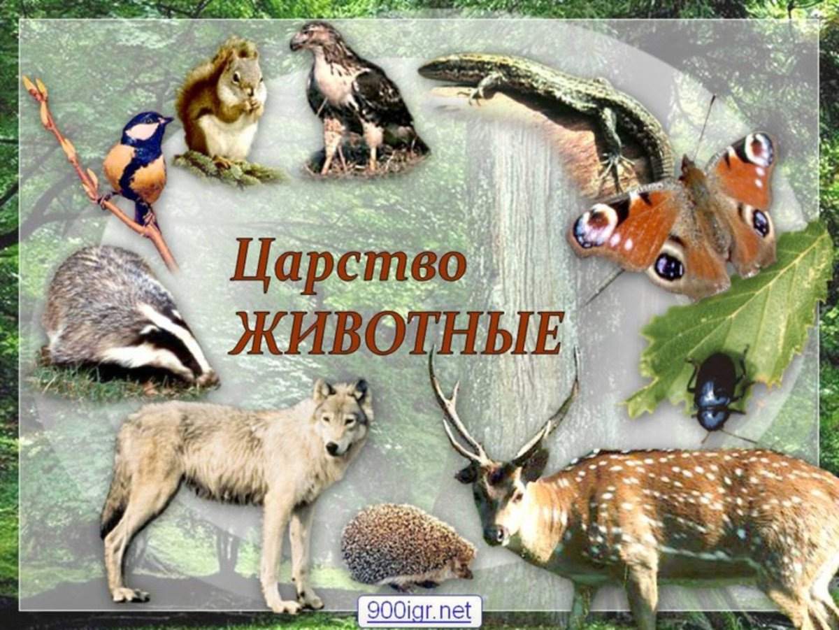 Растительный и животный мир