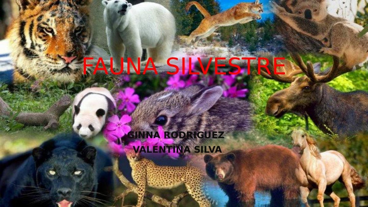 Цвет обозначающее природу животных людей