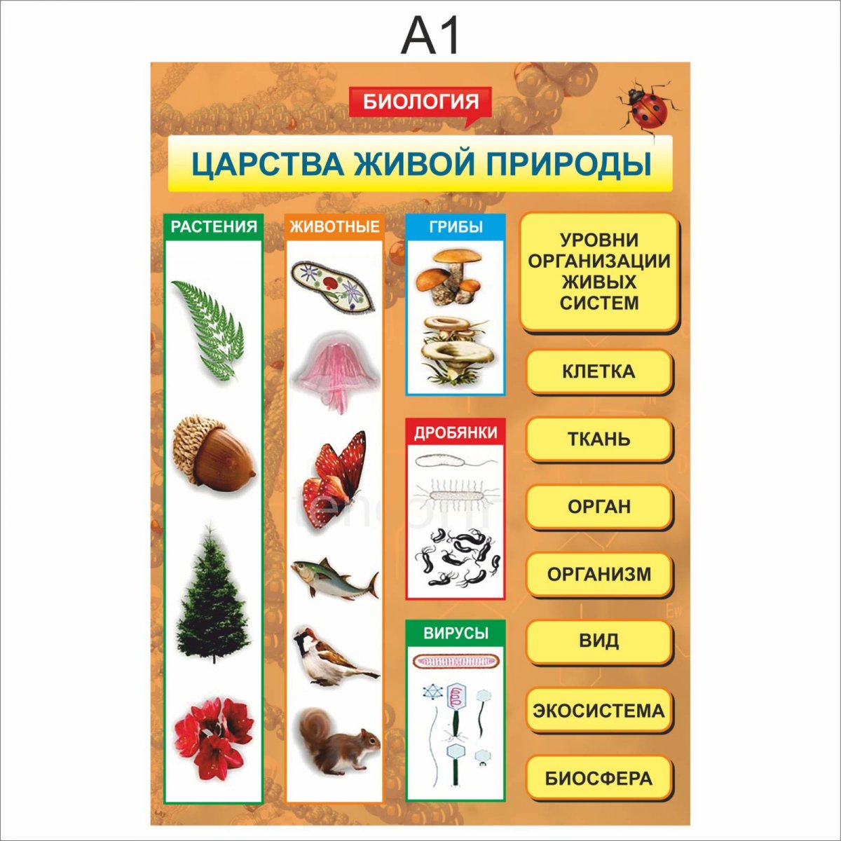 Стенд Эволюция органического мира