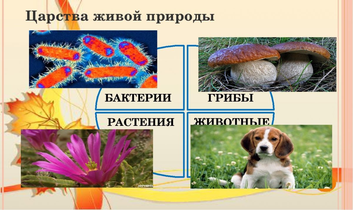 Множество животных