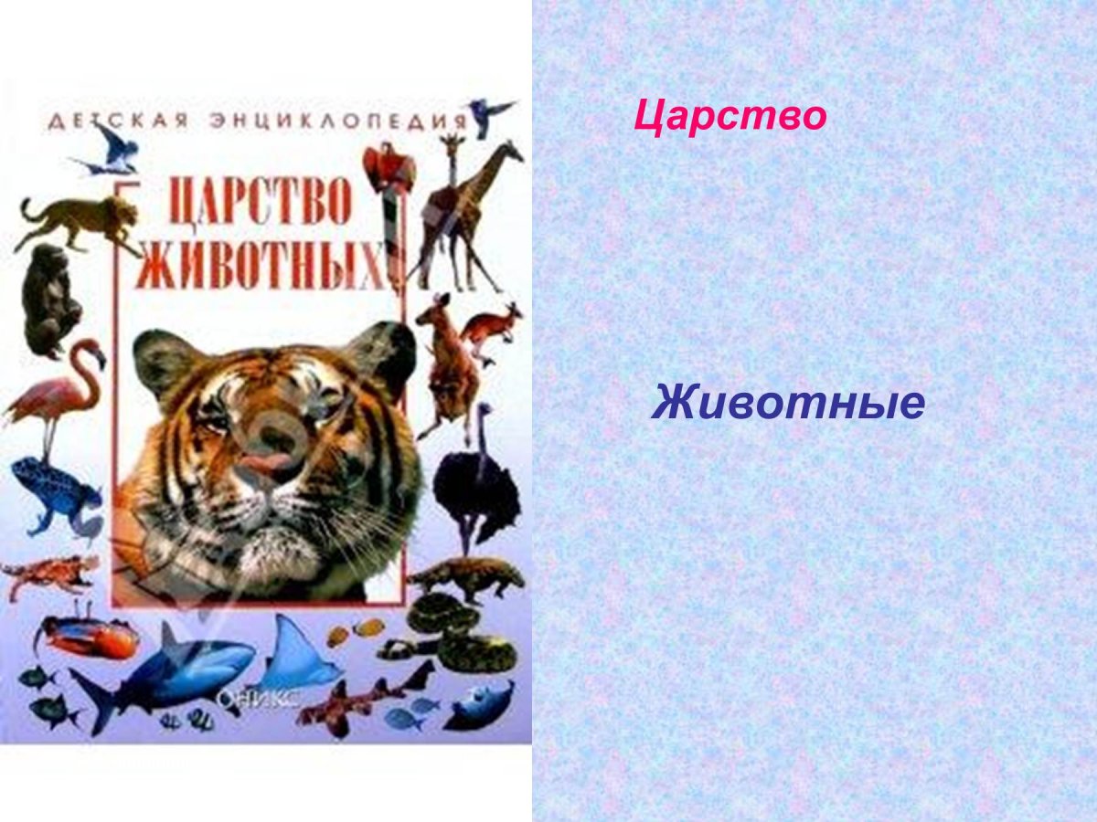 Животный мир планеты