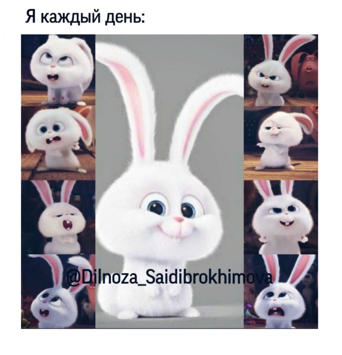 Snowball кролик