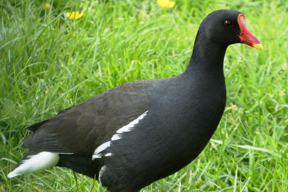 Водоплавающие птицы Подмосковья с хохолком