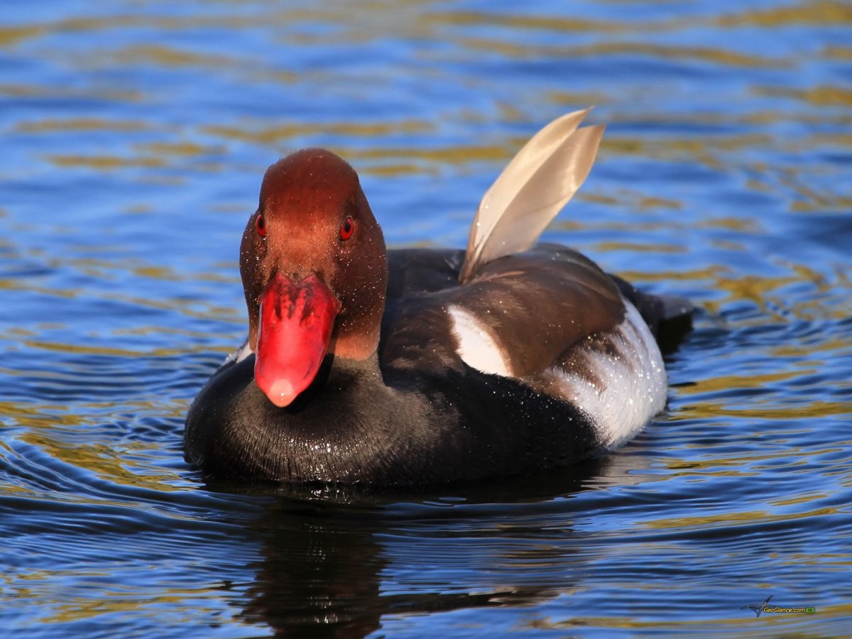 Черная утка с красным клювом