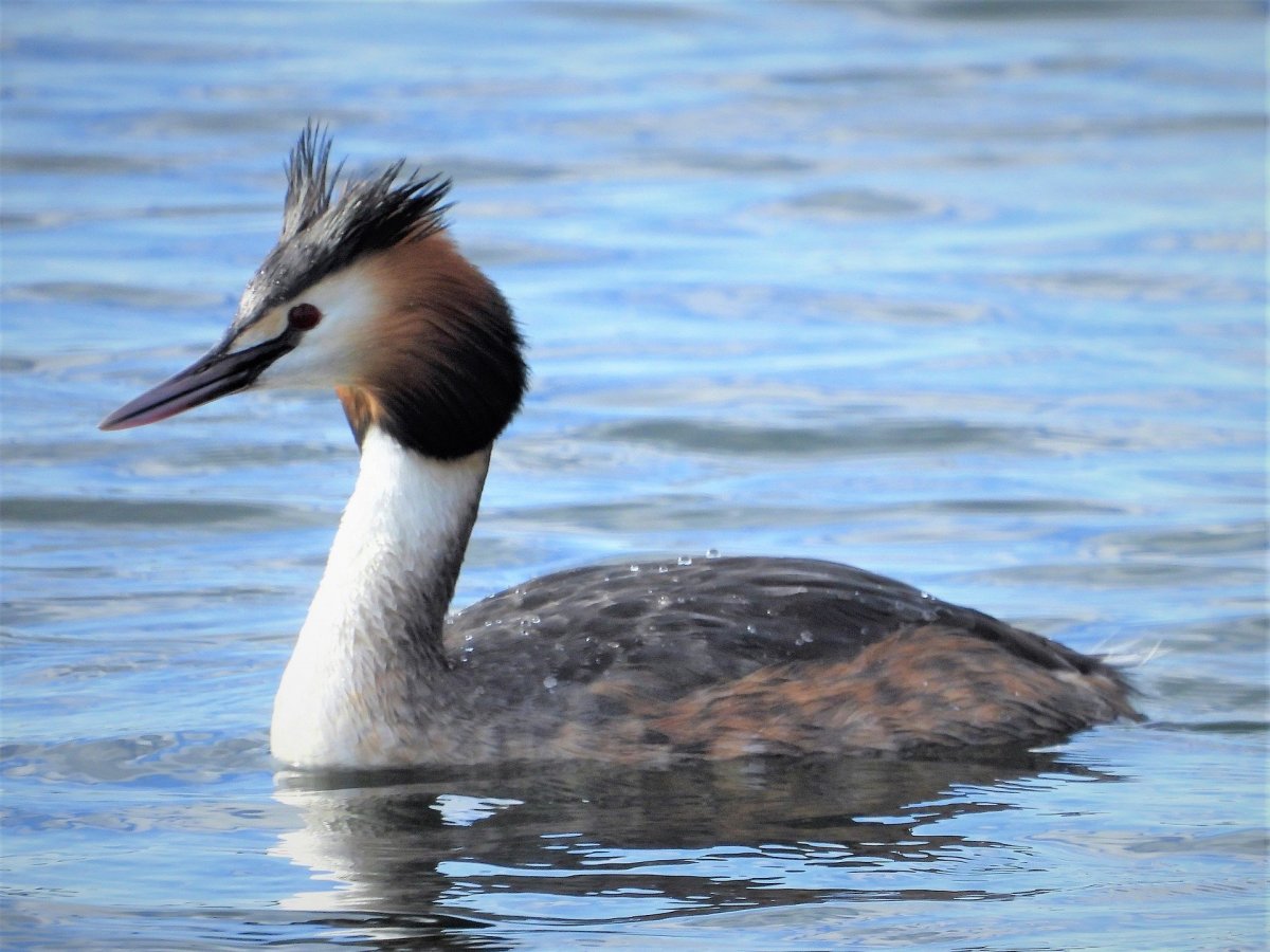 Кулик-сорока Haematopus ostralegus