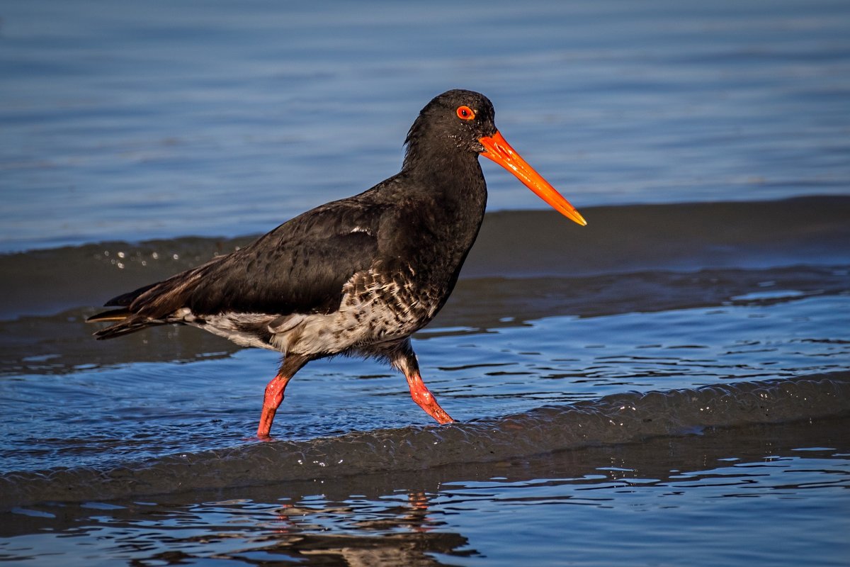 Утка нырок черная