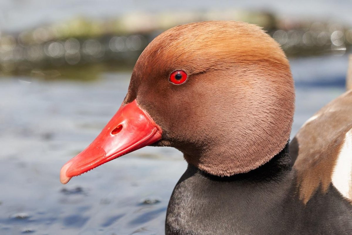 Краснобаш утка