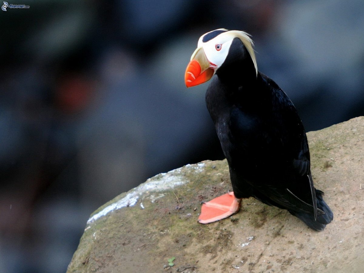 Водоплавающая птица Мандаринка