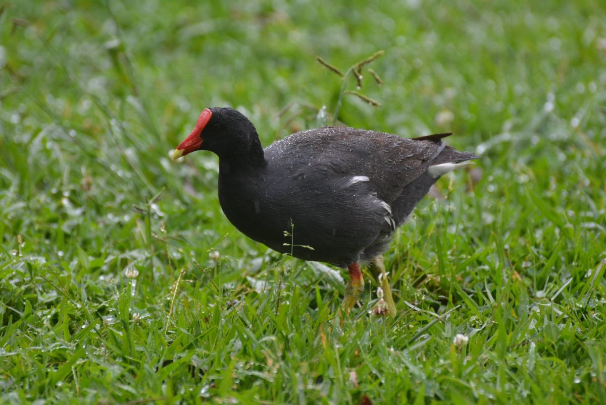 Красноносый нырок