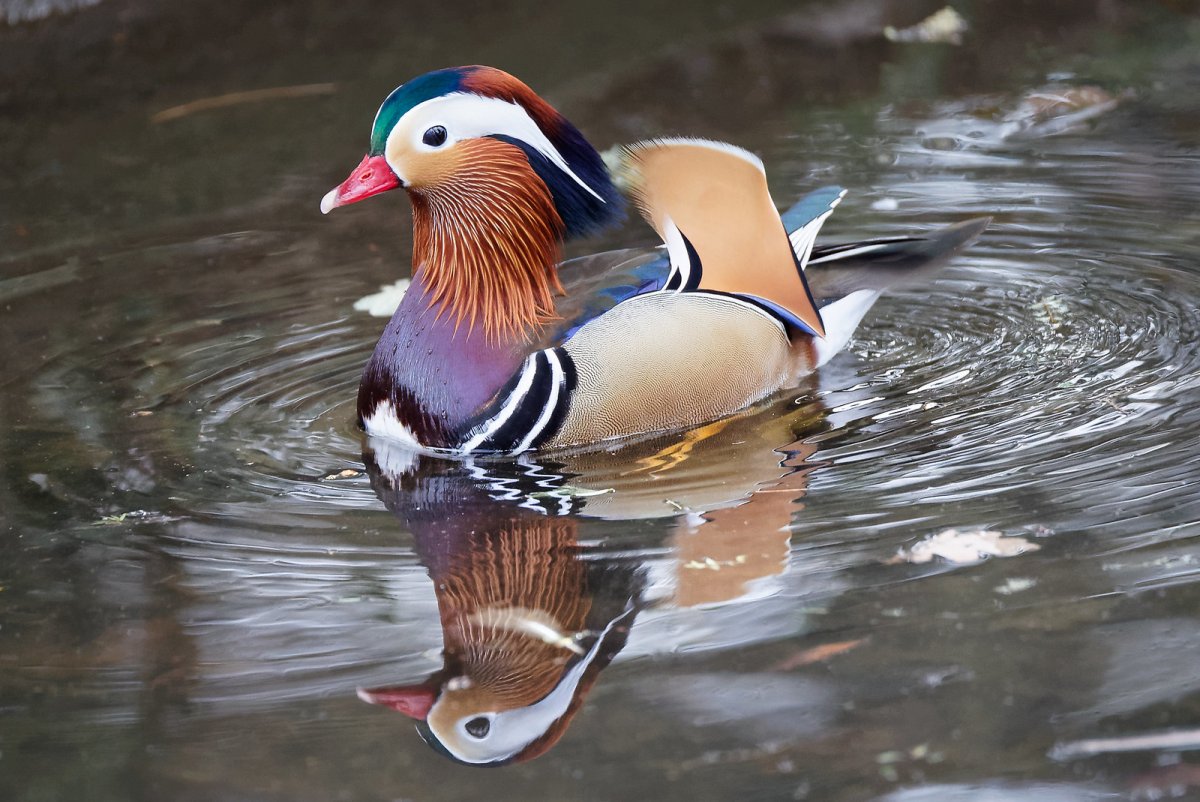 Нырок чомга