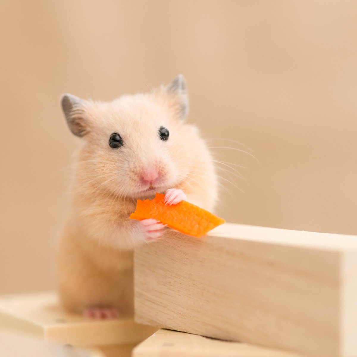 Хомяк с семечками