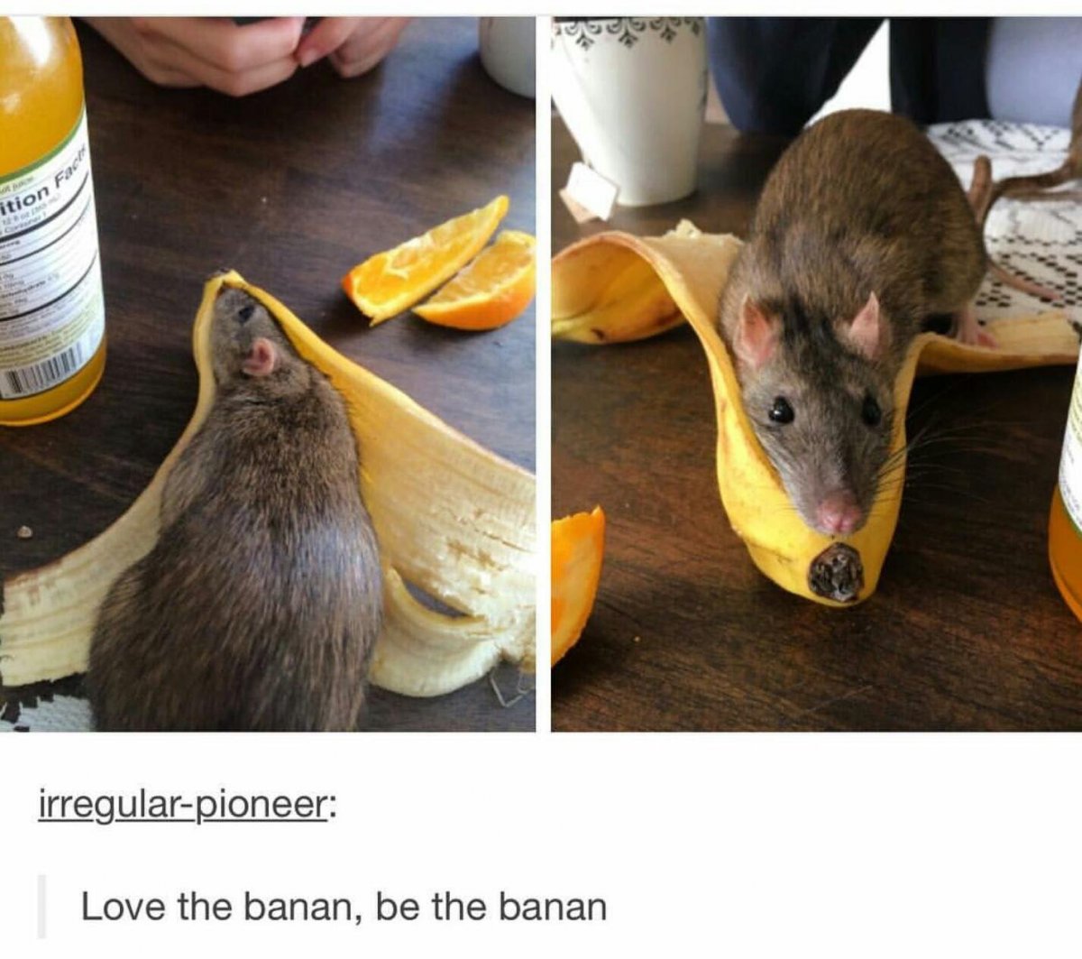 Фотограф Елена Еремина Симба