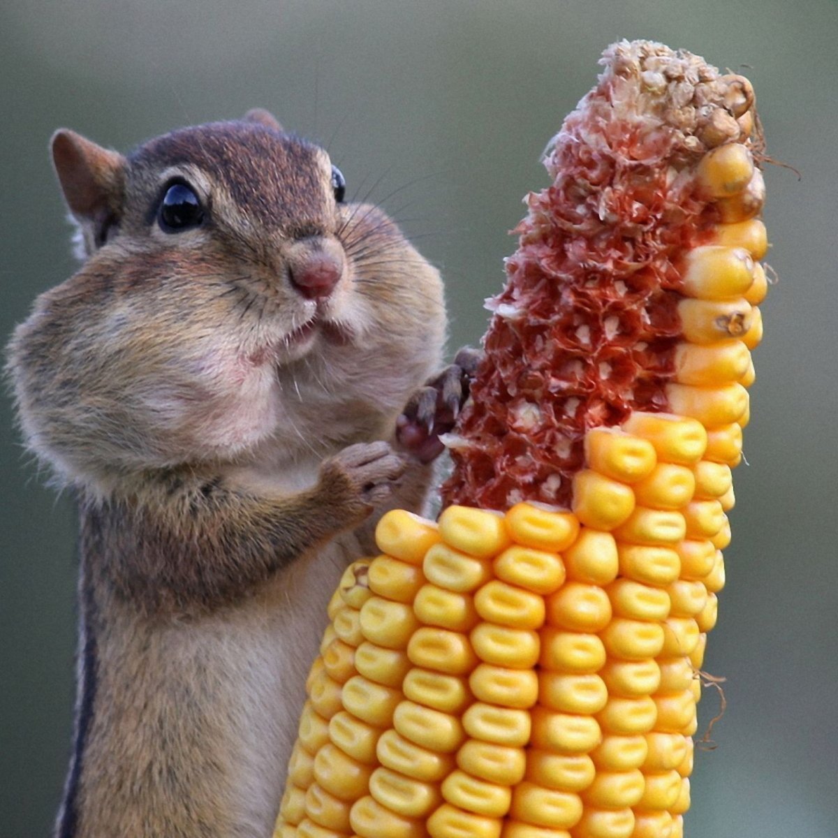 Мышь с бананом во рту