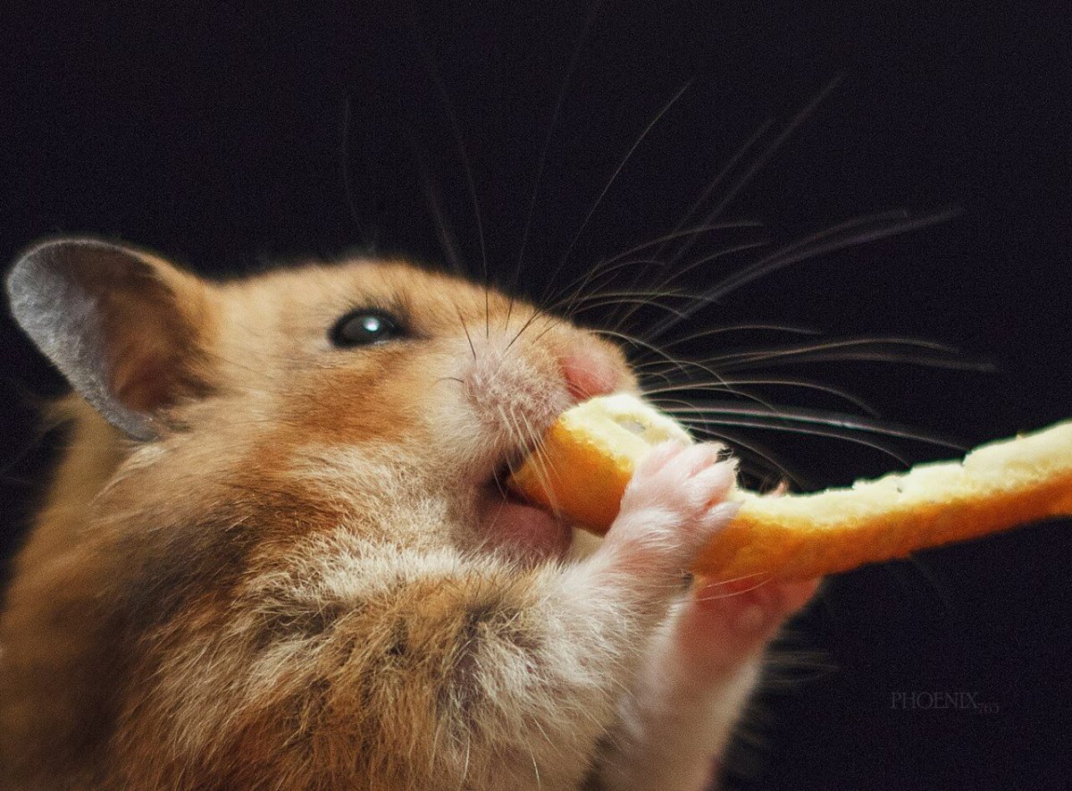 Кошка и банан