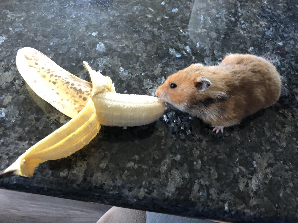 Картина хомяка