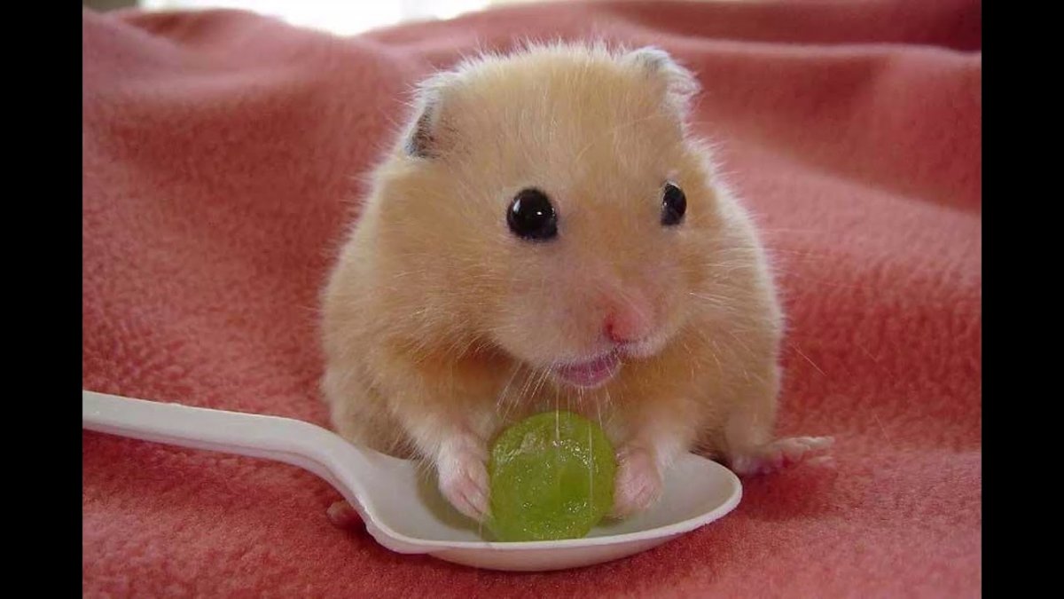Смешные хомяки