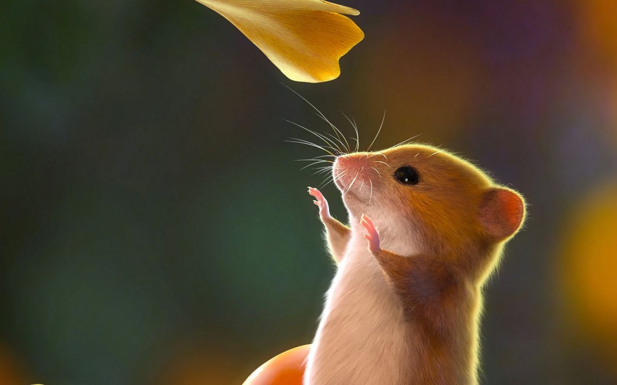 Хомяк с морковкой