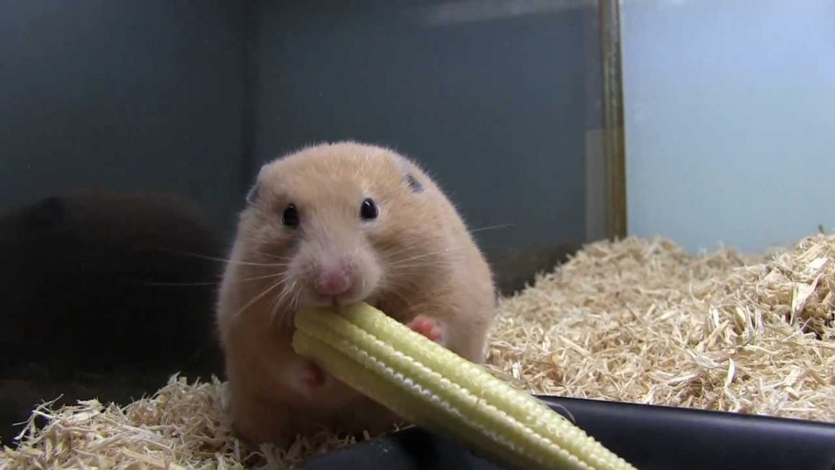 Хомяк и банан прикол