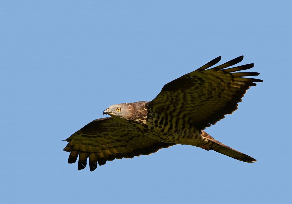 Хищные птицы в Петрозаводске