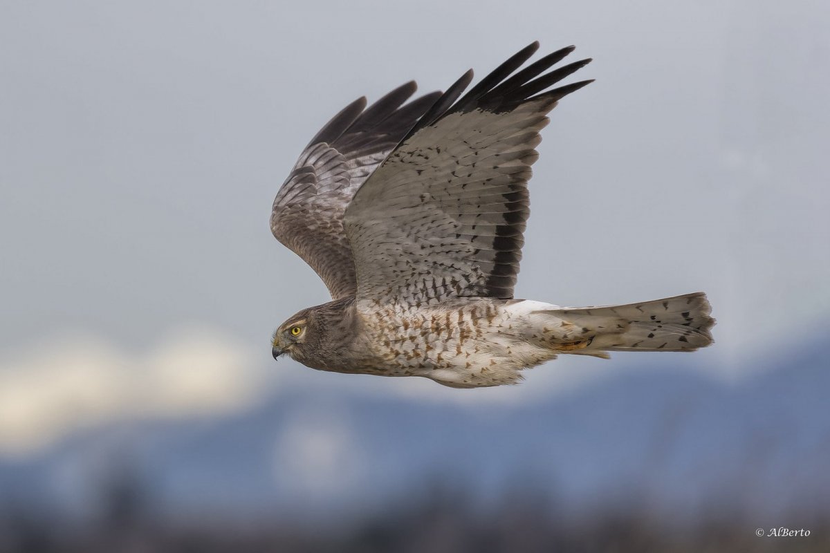 Лапландский заповедник Беркут