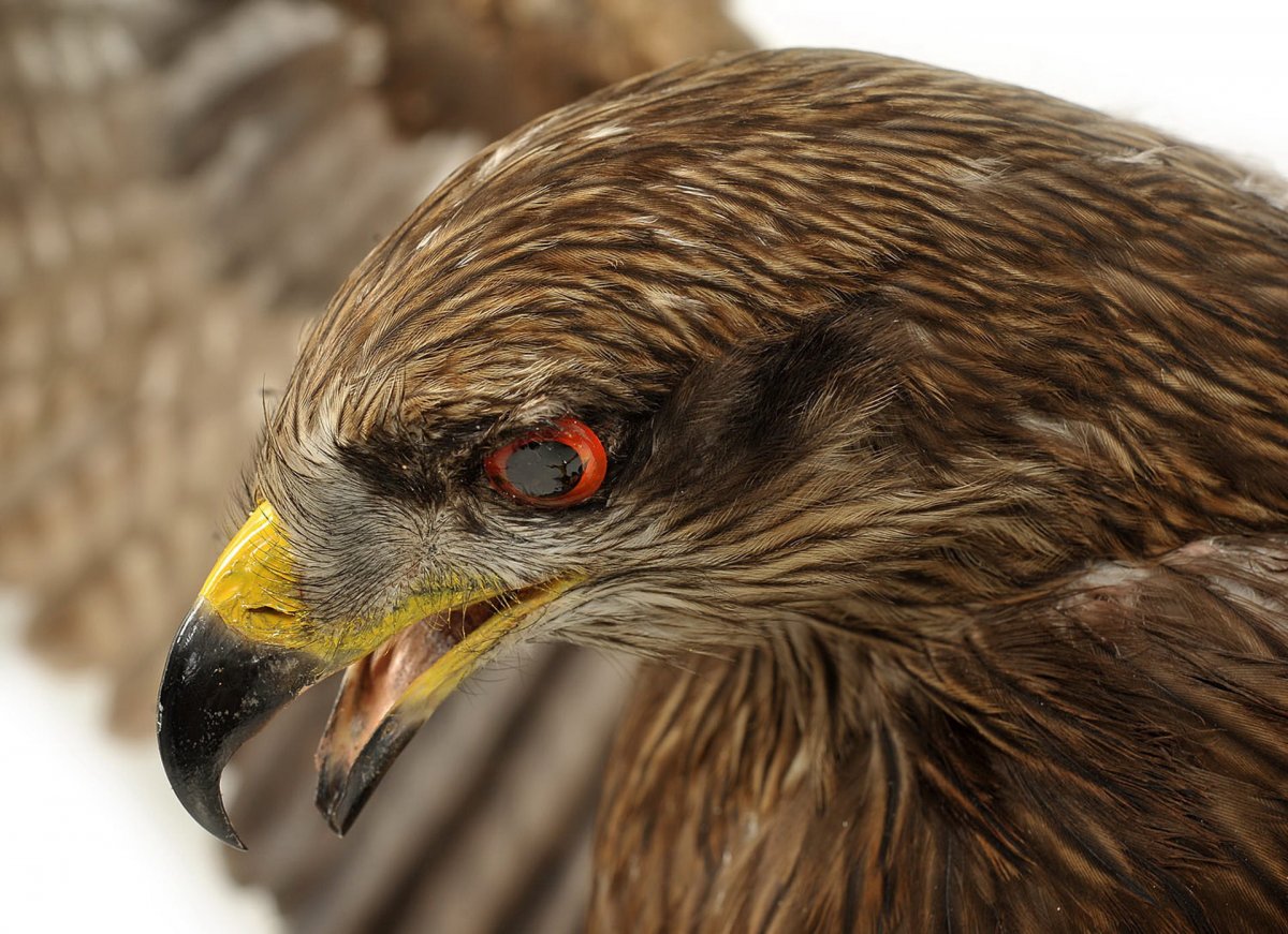 Хищные птицы Башкирии фото