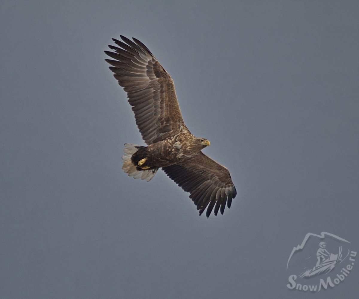 Красный Коршун и черный Коршун