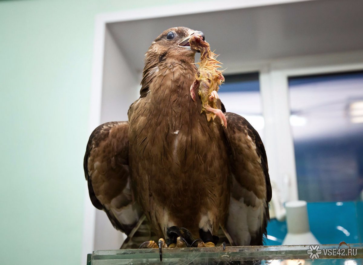 Древние Хищные птицы