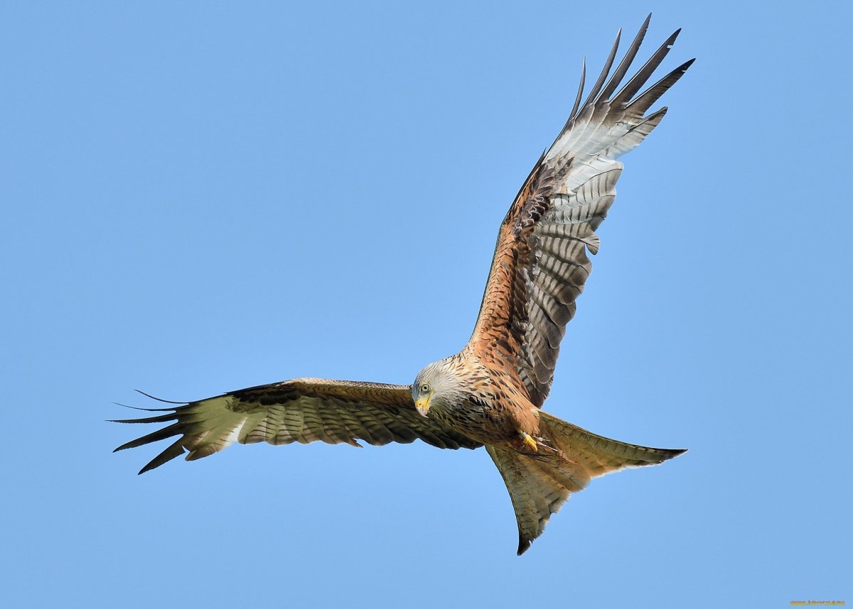 Хищные птицы Калужской области