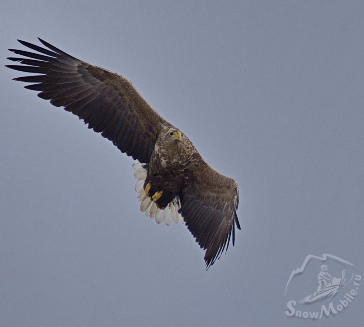 Хищные птицы Битцевского лесопарка