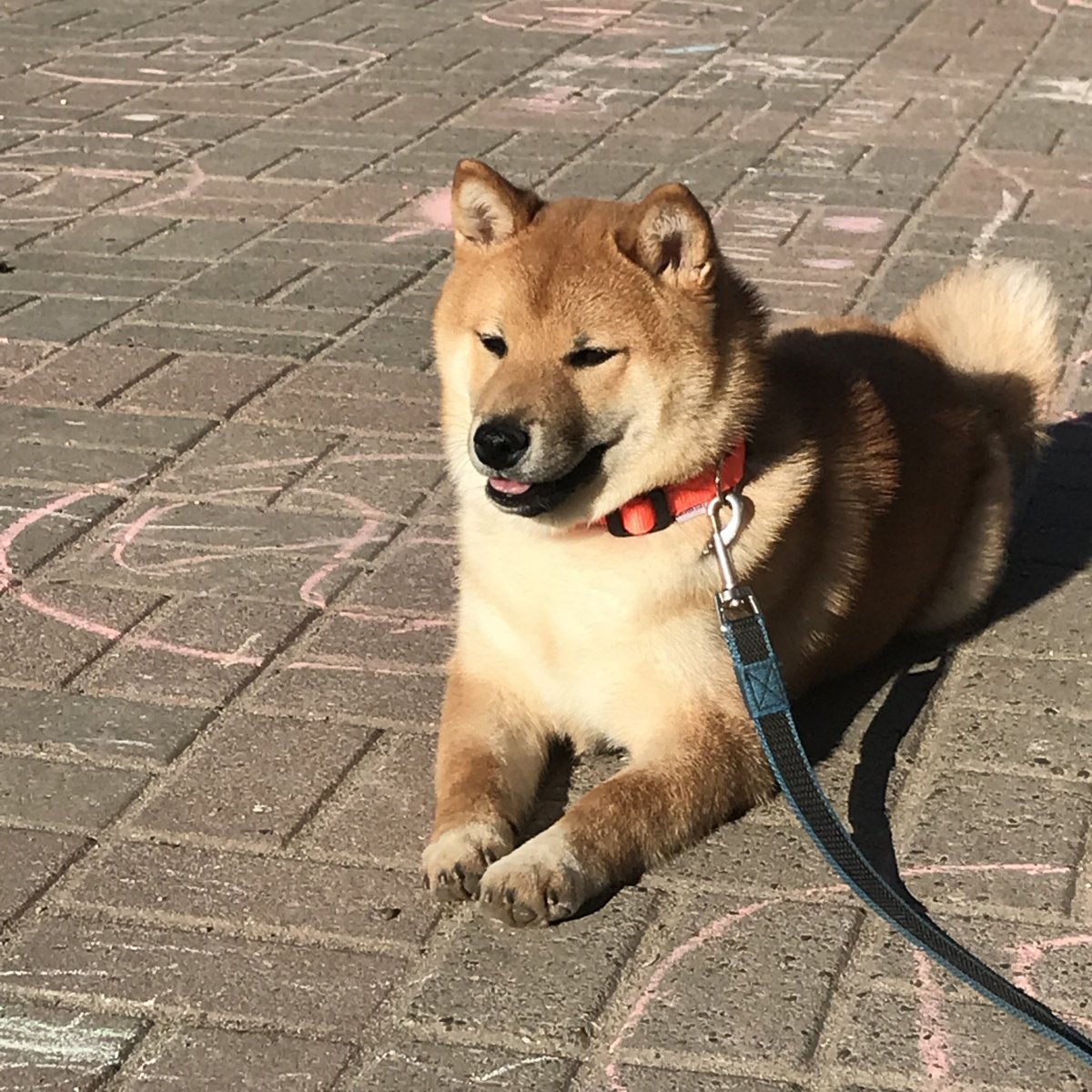 Заводчики сиба ину