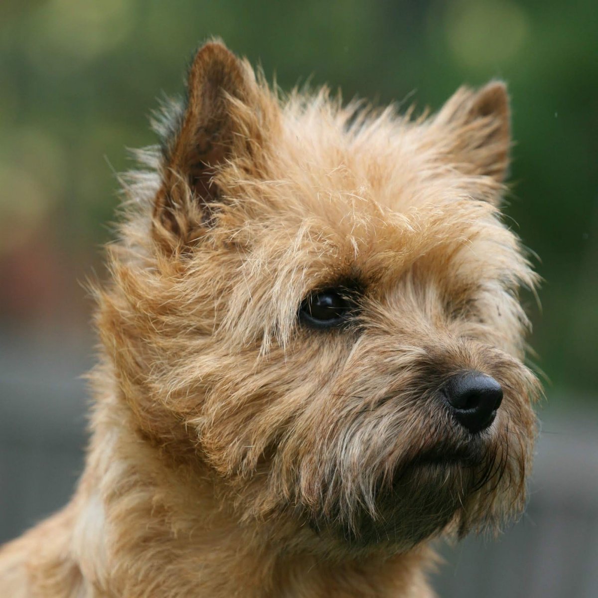 Собачка сиба ину