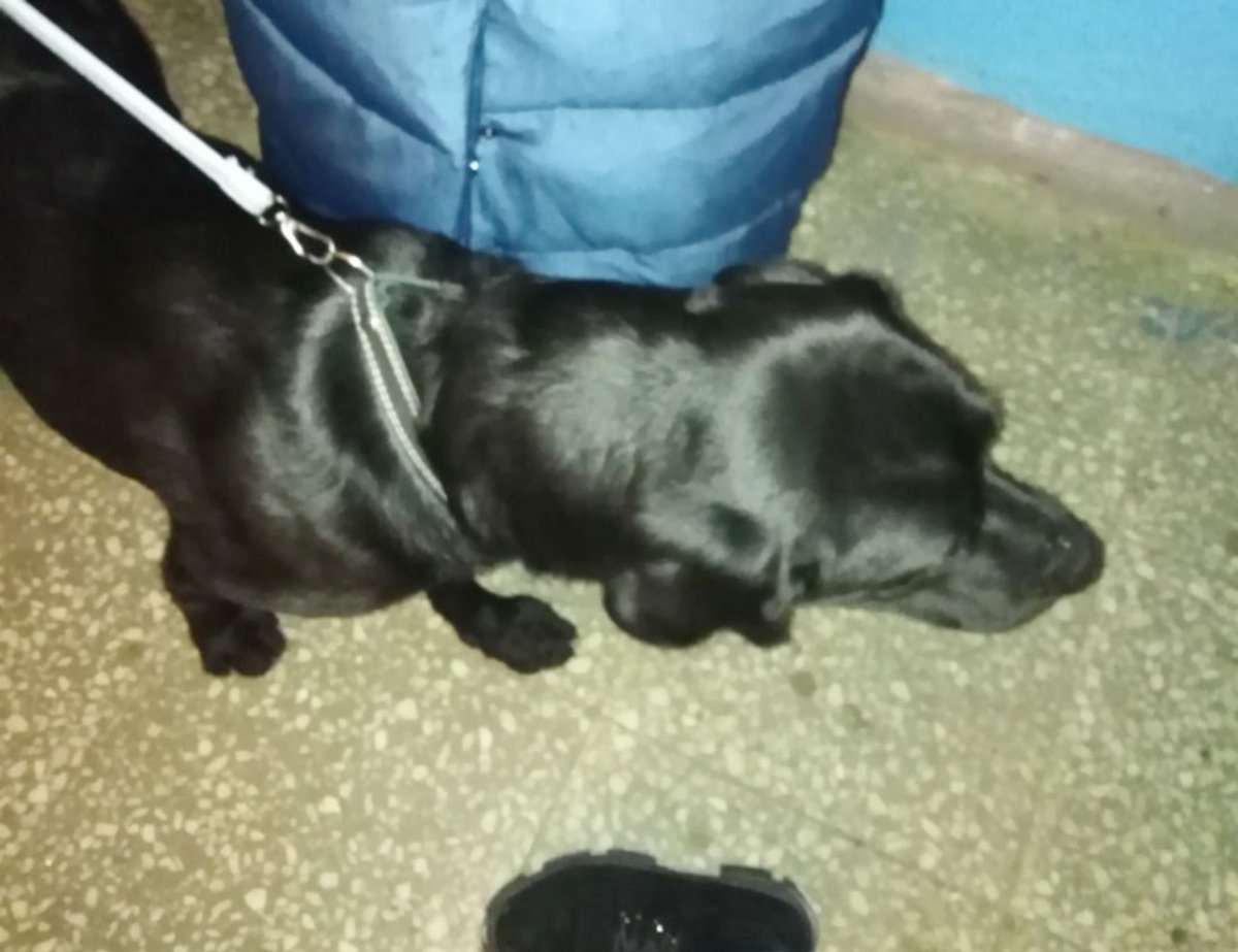 Йоркширский той-терьер длинношерстный