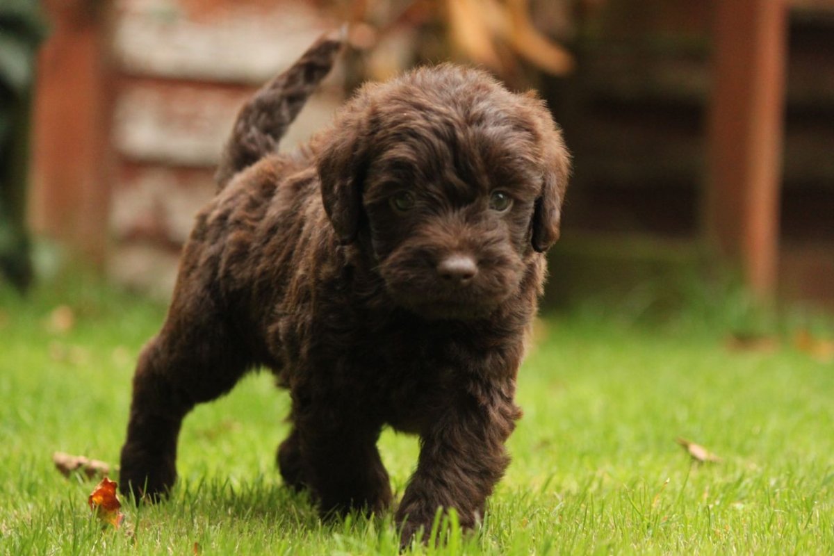 Черная собака с челкой