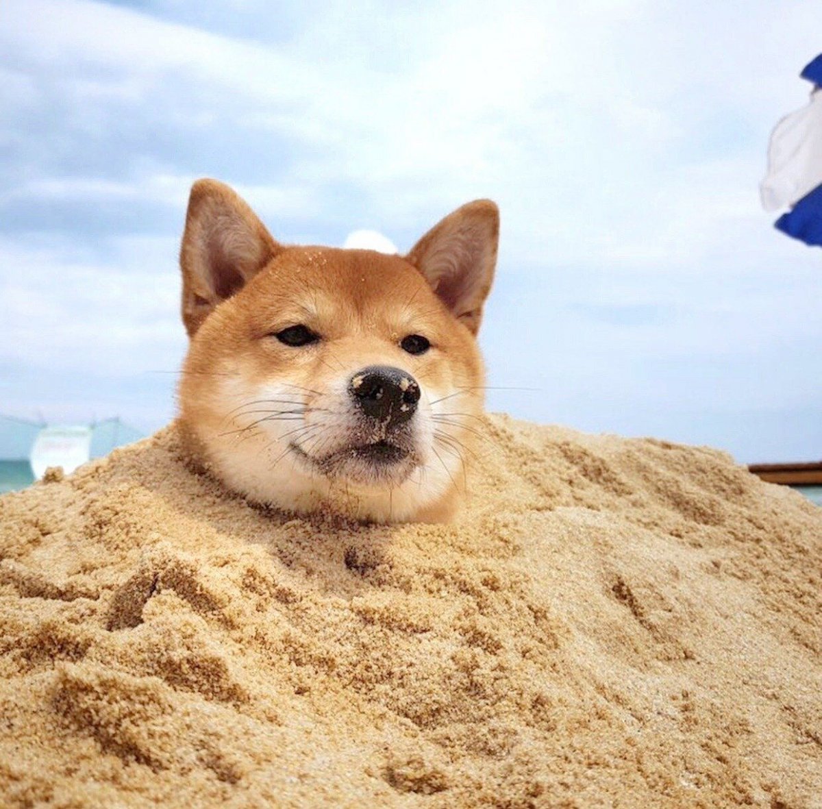 Маленькие черные короткошерстные собаки