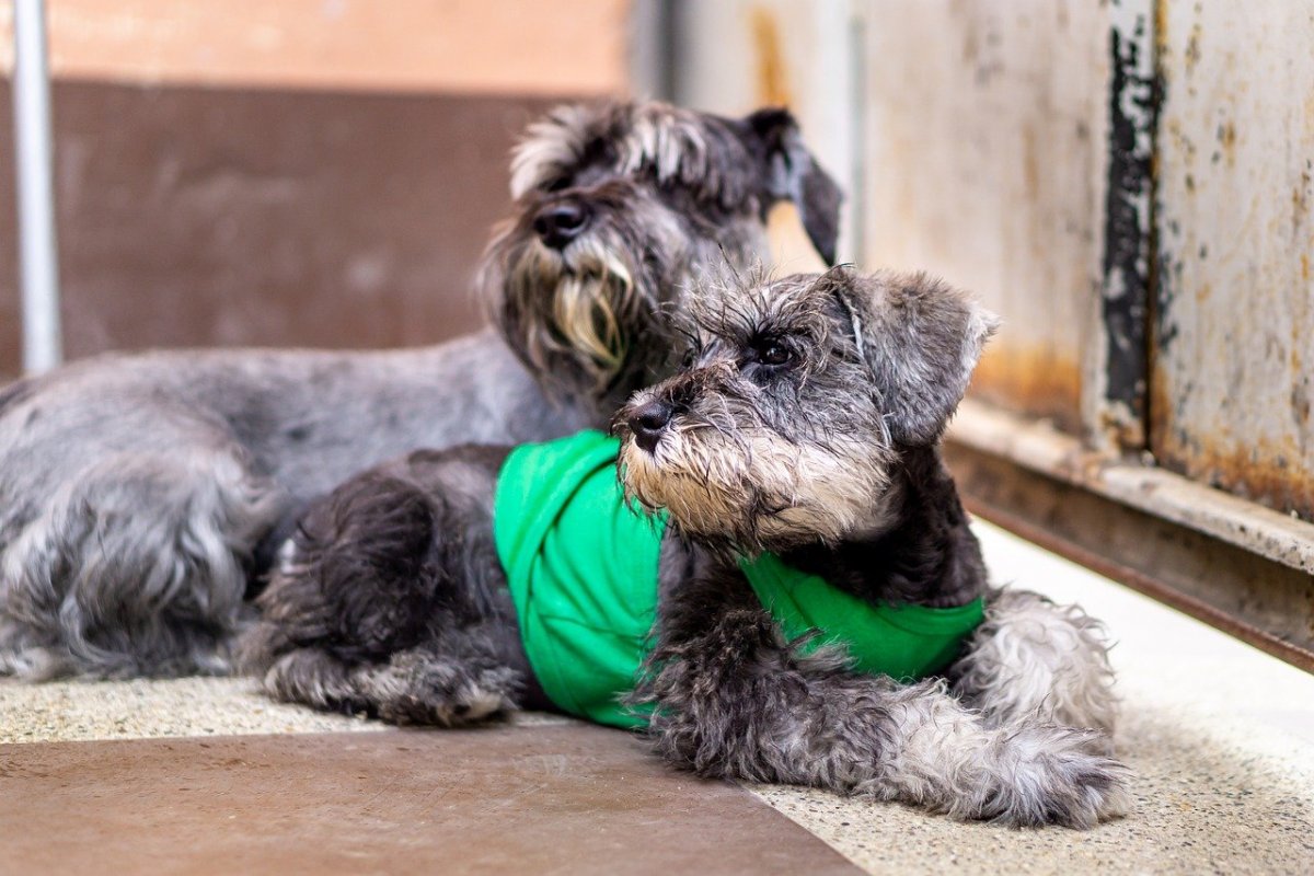 Ирландский терьер зимой