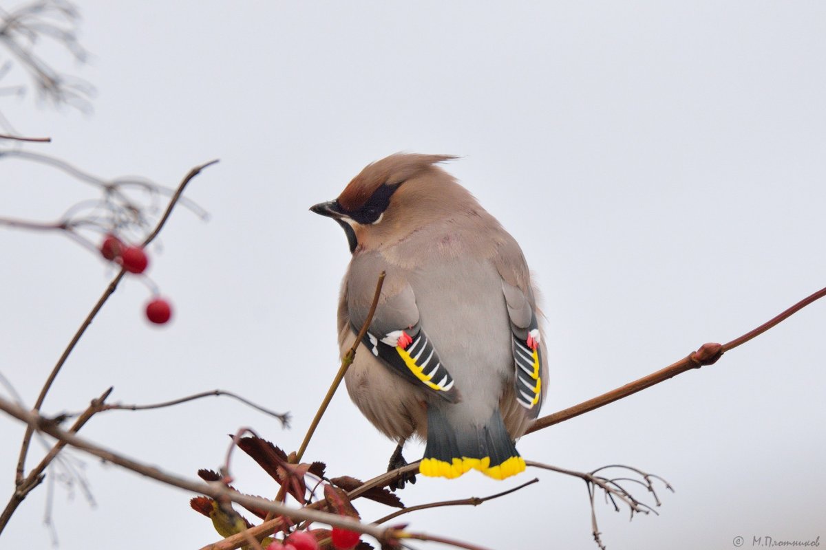 Перелетные птицы Таймыра