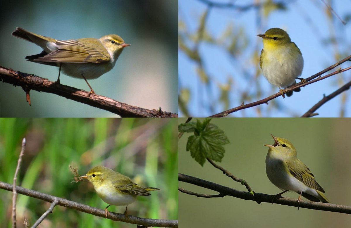 Теремкова перелетные птицы задания для дошкольников