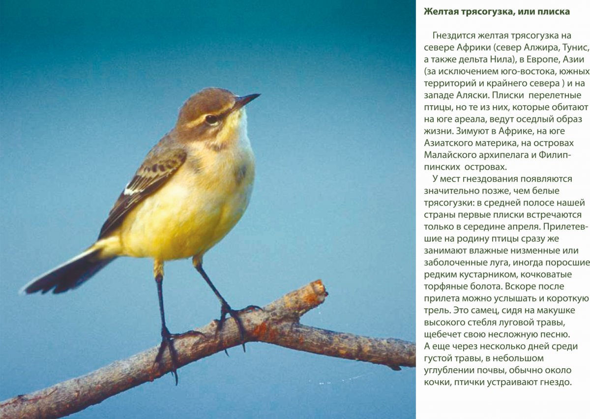 Красногрудый Дрозд