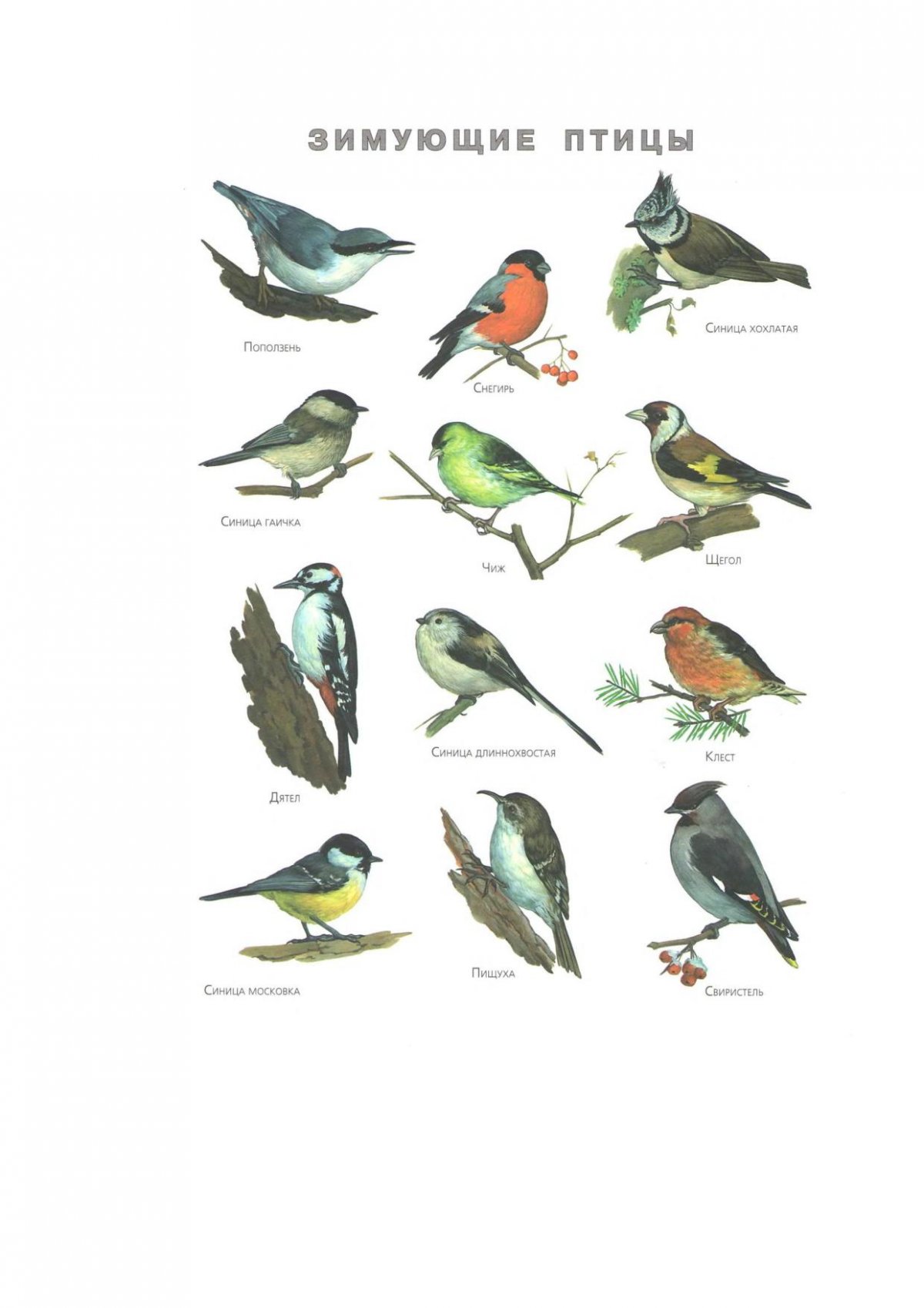 Перелетные птицы карточки для детей