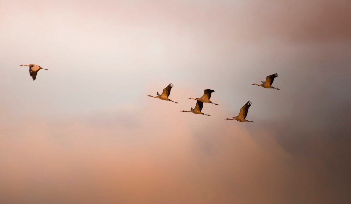 Стая перелетных птиц