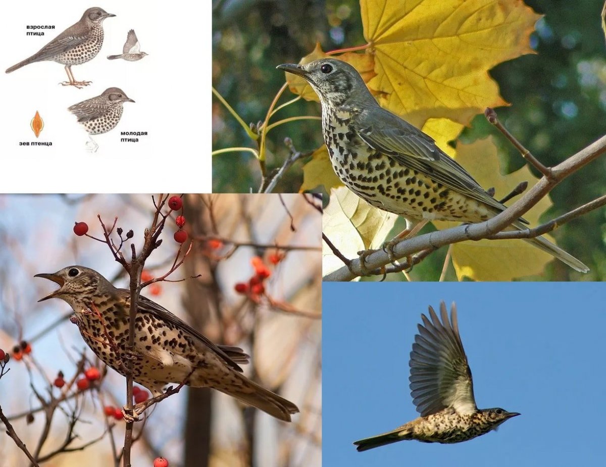 Малайская серая цапля