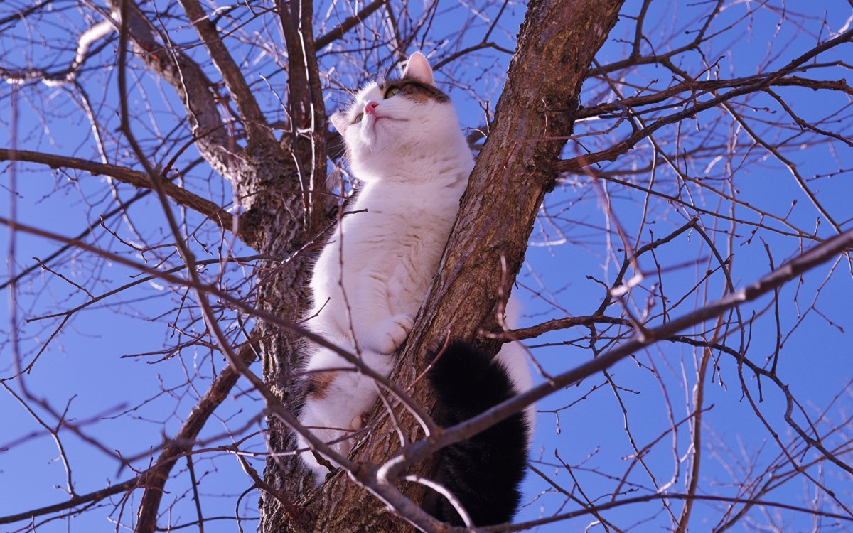Котик на дереве снизу