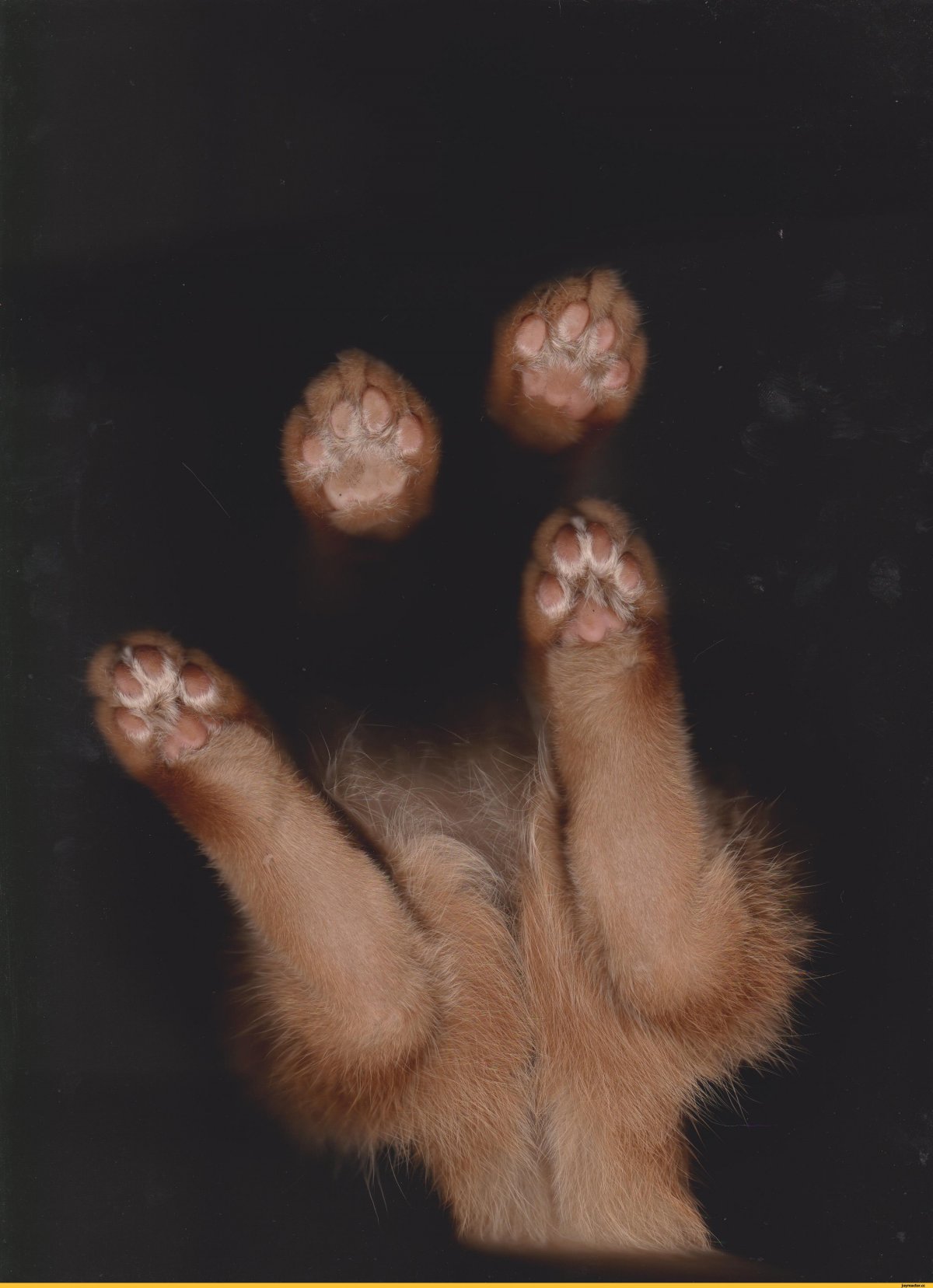 Кошачья лапа снизу