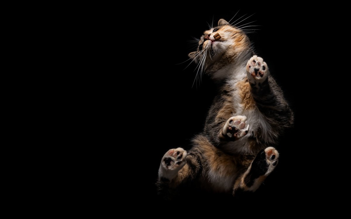 Кот вид сверху