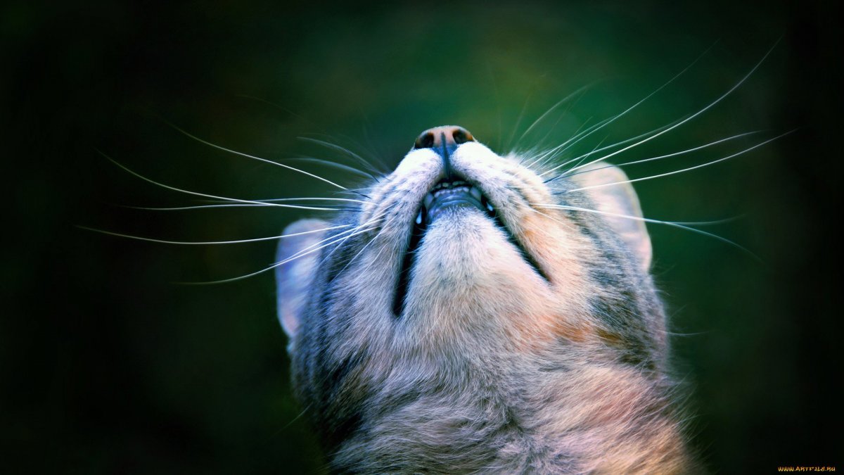 Морда кота вид снизу