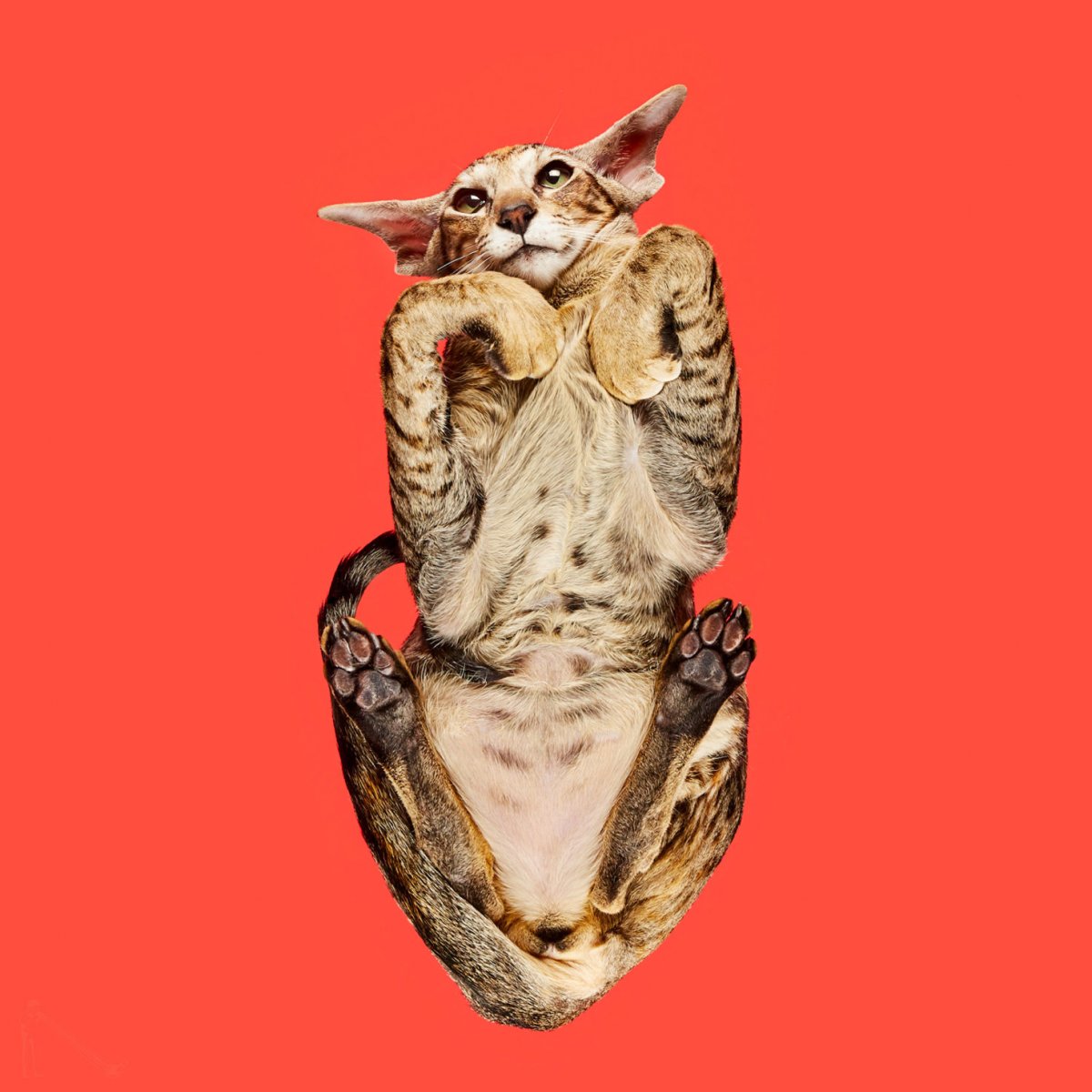 Кошачья лапка