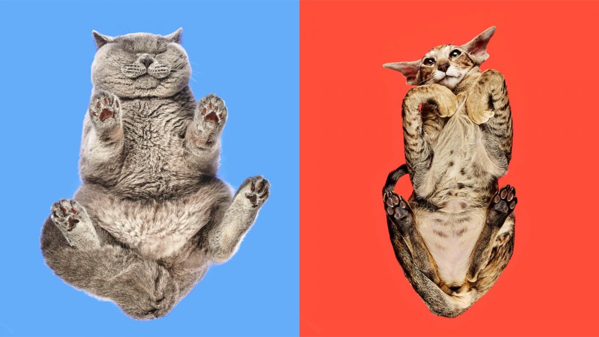 Котик вид снизу