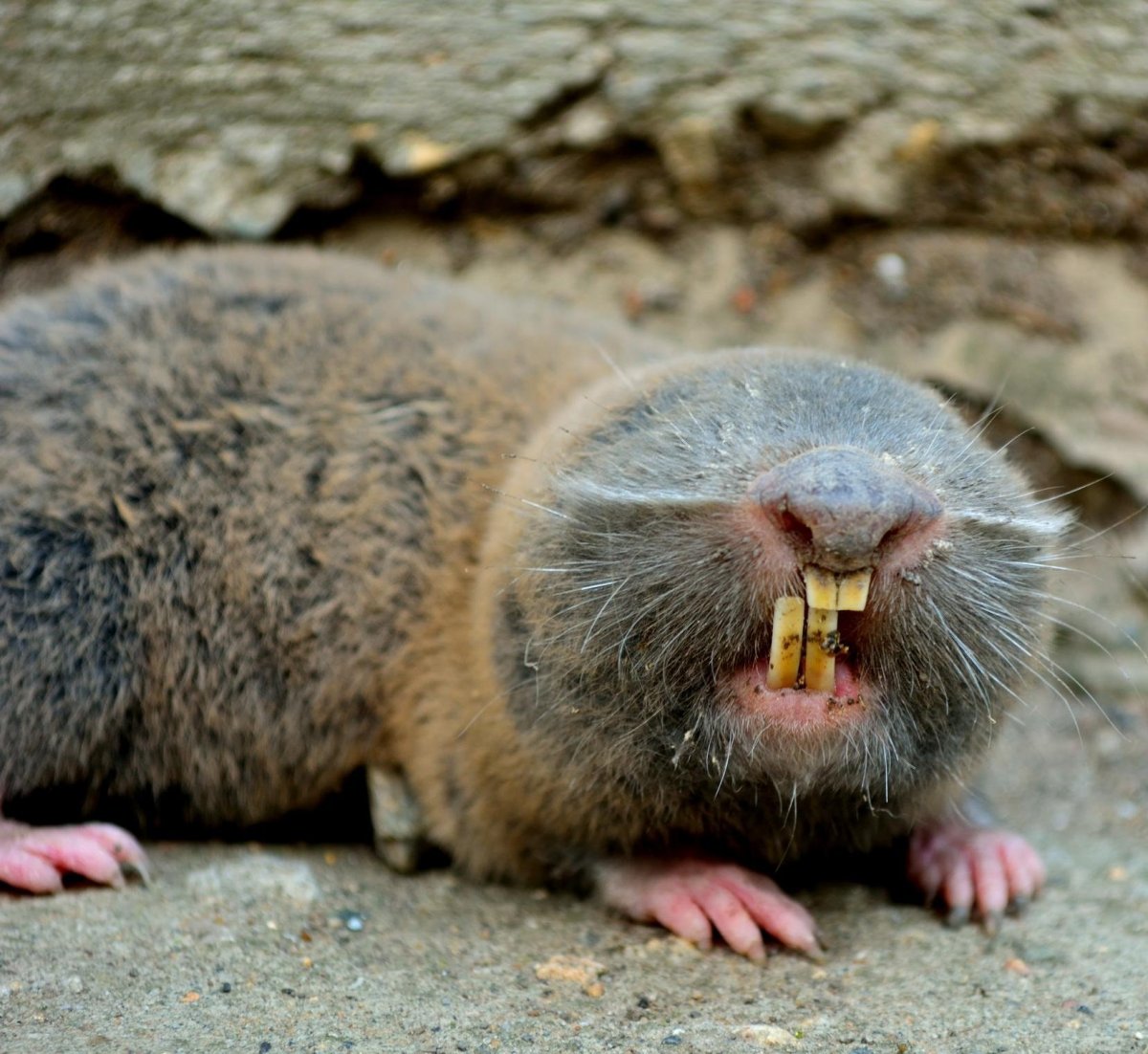 Мышь слепыш